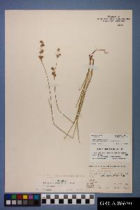 Juncus ensifolius var. montanus image